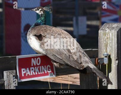 Victoria, British Columbia, Canada, 05 AGOSTO 2020 - UN uccello di pavone si parcheggia su una recinzione sopra un cartello di non parcheggio fuori dell'area dello zoo per bambini a Beacon Hill Park in una giornata estiva di sole. Don Denton/Alamy Live News Foto Stock