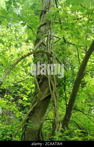 Grandi viti che crescono su un albero in Virginia, U.S.A. Foto Stock