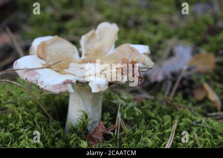 il cappuccio marrone del fungo è visibile dal erba dietro un bastone i funghi di randello crescono nel i boschi che raccolgono i funghi riposano un fungo di whit Foto Stock