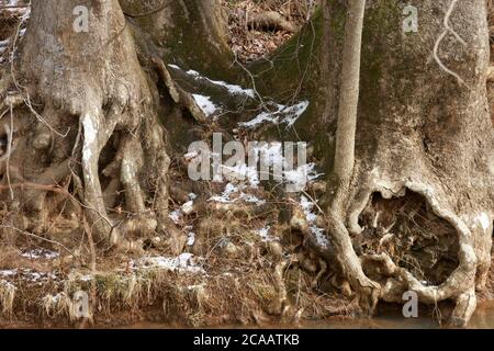 Alberi sul lato di un torrente in Virginia, Stati Uniti Foto Stock