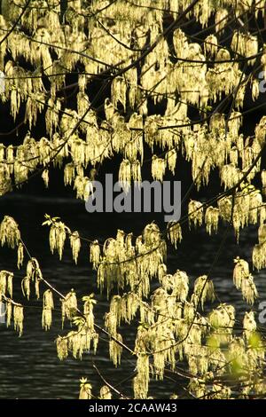 Acer negundo (Box Elder) acero in fiore Foto Stock