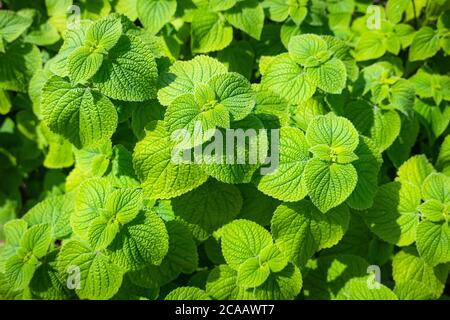 Primo piano di piante di menta verde nel giardino in una giornata di sole. L'erba di menta verde biologica è usata per cucinare così come per il tè Foto Stock