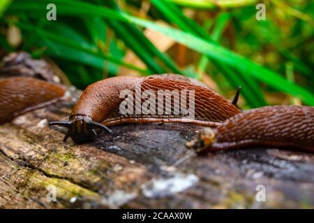Primo piano vista della comune bruno spagnolo slug su legno log esterno. Grandi lumache brune slimy striscianti nel giardino Foto Stock
