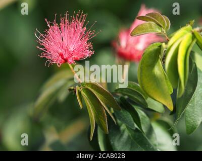 Polvere rosa Puff flower (Calliandra ematocephala) una pianta calda-casa con masse caratteristiche di stami rosa e. foglie di composto biopinatamente verdi Foto Stock