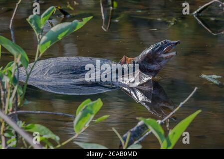 Florida Soft-shell tartaruga nuotare nella palude nelle Everglades. Foto Stock