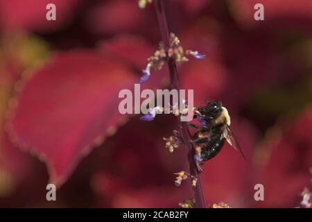 Primo piano di ape su fiori di Coleus Foto Stock