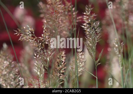 macro di erbe decorative con foglie di coleo rosso sullo sfondo Foto Stock