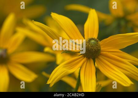 Primo piano Daisy giallo come fiore Foto Stock