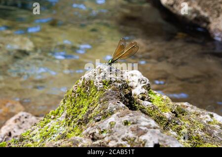 Dragonfly su una roccia vicino al fiume in Francia Foto Stock