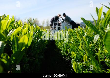 Coltivatore che raccoglie tè giapponese biologico con la macchina da raccolta. Shizuoka è la principale perfeziona per produrre il tè in Giappone. Foto Stock