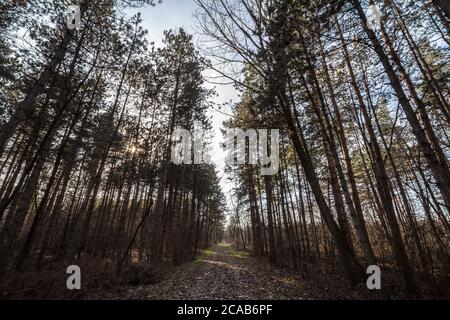 Sentiero forestale, circondato da ampi alberi di lievito nei colori gialli autunnali, nel bosco di Fruska Gora, un parco a Voivodina, in Serbia. Immagine o Foto Stock