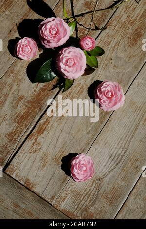 La Camellia è un genere di piante da fiore di Theaceae. La camelia rosa rappresenta l'amore eterno e il romanticismo. E' un fiore altamente rispettato in Giappone. Foto Stock