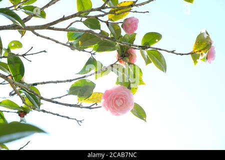 La Camellia è un genere di piante da fiore di Theaceae. La camelia rosa rappresenta l'amore eterno e il romanticismo. E' un fiore altamente rispettato in Giappone. Foto Stock