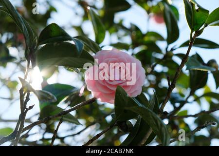 La Camellia è un genere di piante da fiore di Theaceae. La camelia rosa rappresenta l'amore eterno e il romanticismo. E' un fiore altamente rispettato in Giappone. Foto Stock