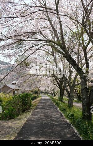 Bella fioritura di ciliegi al villaggio di Shizuoka, Giappone. In Giappone, la comparsa dei fiori di ciliegio, noti come sakura, segna l'inizio della primavera. Foto Stock