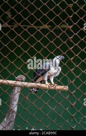 Un'aquila di arpia (Harpia harpyja - una specie neotropica di aquila) appollaiata all'interno del suo recinto di voliera nel giardino zoologico di Belo Horizonte. Foto Stock