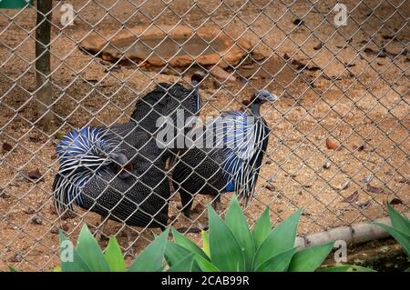 Un gruppo di guineafoni viturini (Acryllium vulturinum - la più grande specie di guineafoni esistente) all'interno della sua gabbia nel giardino zoologico di Belo Horizonte. Foto Stock