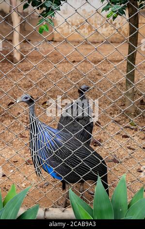 Un gruppo di guineafoni viturini (Acryllium vulturinum - la più grande specie di guineafoni esistente) all'interno della sua gabbia nel giardino zoologico di Belo Horizonte. Foto Stock