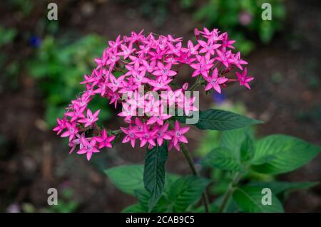 Primo piano di alcune Pentas lanceolata (stardcluster egiziano - specie di piante da fiore, famiglia di sommatori) a Belo Horizonte, Minas Gerais / Brasile Foto Stock