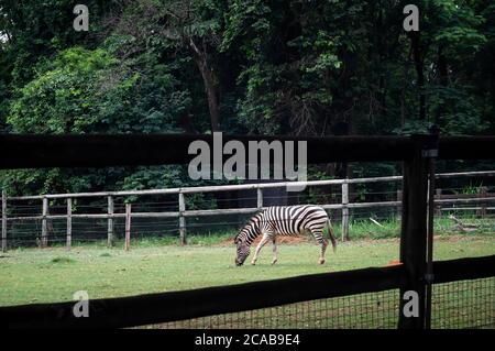 Una zebra di Burchell (Equus quagga burchellii - sottospecie meridionale della zebra pianeggiante) che si alimenta all'interno del suo recinto nello zoo di Belo Horizonte. Foto Stock