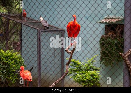 Un ibis Scarlet (Eudocimus ruber - specie di ibis nella famiglia di uccelli Threskiornithidae) appollaiato all'interno del suo recinto nello zoo di Belo Horizonte. Foto Stock