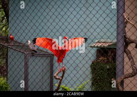 Uno splendido ibis Scarlet (Eudocimus ruber - specie di ibis) con entrambe le ali estese su un persico nello zoo di Belo Horizonte. Foto Stock