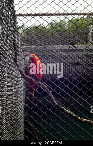 Un tanager epatico (Piranga fava - songbird americano di medie dimensioni) appollaiato su un ramo di albero all'interno della sua gabbia nel giardino zoologico di Belo Horizonte. Foto Stock