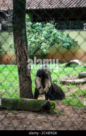 Un anteater gigante (Myrmecophaga tridactyla - un mammifero insettivoro) che si erge all'interno del suo recinto animale nel parco zoologico di Belo Horizonte. Foto Stock