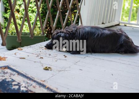 Un cane si stende su un portico anteriore che guarda verso l'esterno il cancello. Foto Stock