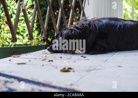 Un cane si stende su un portico anteriore che guarda verso l'esterno il cancello. Foto Stock