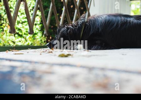 Un cane si stende su un portico anteriore che guarda verso l'esterno il cancello. Foto Stock