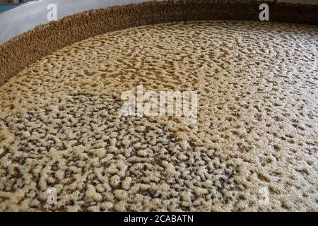 Agave succo in grandi contenitori in una fabbrica per la produzione bevanda di tequila Foto Stock