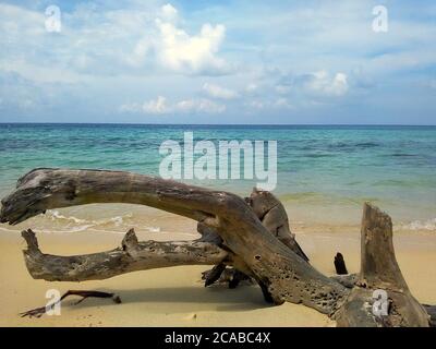 Vecchio tronco di albero caduto su una spiaggia di sabbia bianca Foto Stock