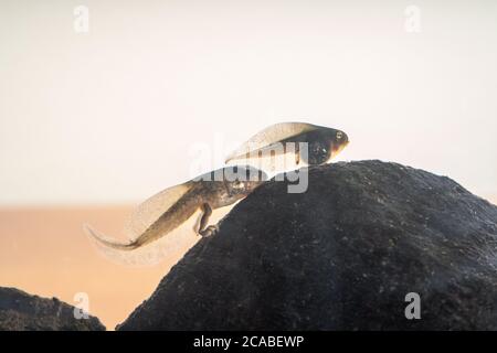 Un tadpole dell'albero del Pacifico che ha germogliato le gambe, ma non le braccia, e ha ancora una coda. In un acquario. Foto Stock