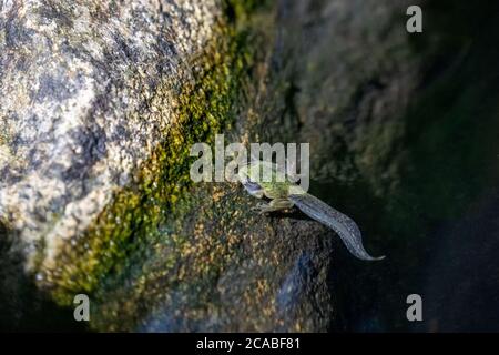 Un tadpole dell'albero del Pacifico che ha germogliato le gambe e le braccia, ma ha ancora una coda. In uno stagno a Issaquah, Washington, Stati Uniti. Foto Stock