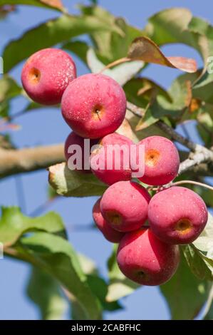 Primo piano sui frutteti di mele presso i frutteti di Lucia vicino al fiume Hood, OREGON Foto Stock