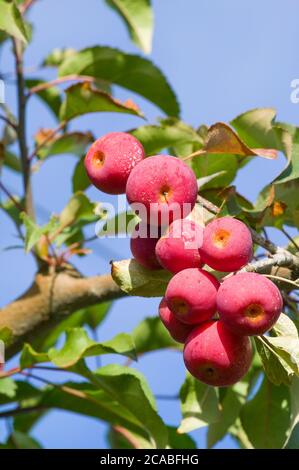 Primo piano sulla frutta di granchio a Hood River, Oregon, USA Foto Stock