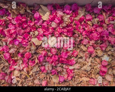 Moquette di petali rosa e marrone chiaro Foto Stock