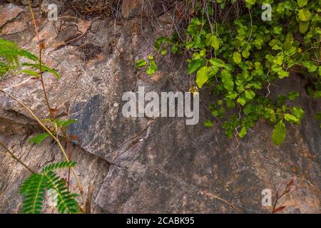 Closeup di scoscure e invecchiate rupe con radici e foglie di piante. Pietra grigia struttura rocciosa delle montagne. Concetto di geologia e alpinismo Foto Stock