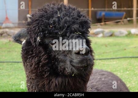 Primo piano di un lama nero e sporco in uno zoo Foto Stock