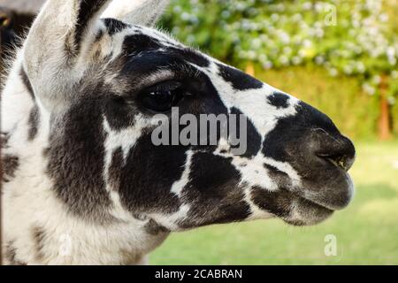 Primo piano di una rara polka dot llama Foto Stock