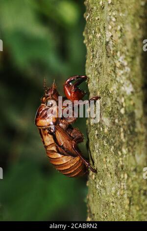 Un guscio di cicada vuoto si aggrava ad un albero nel foresta Foto Stock