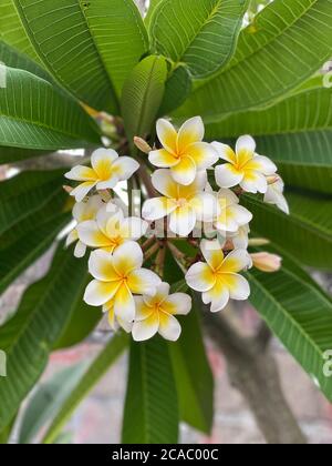 Primo piano verticale di fiori bianchi catturati durante il giorno Foto Stock