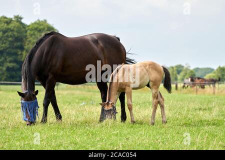 Un foal di colore valk e un mare marrone nel campo, con una maschera a mosca, pascolo, cavallo Foto Stock