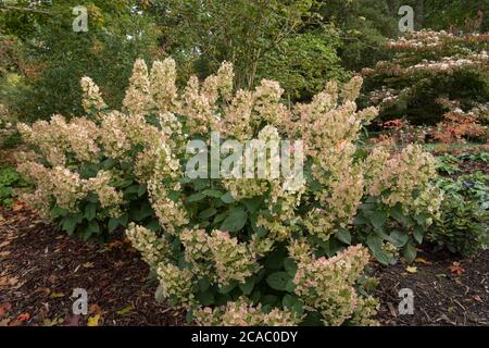 Fiore teste di un Hydrangea paniculata 'Burgundy Lace' arbusto che cresce in un Giardino di Bosco ar Rosemoor in Devon Rurale, Inghilterra, Regno Unito Foto Stock