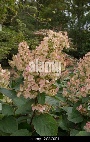 Fiore teste di un Hydrangea paniculata 'Burgundy Lace' arbusto che cresce in un Giardino di Bosco ar Rosemoor in Devon Rurale, Inghilterra, Regno Unito Foto Stock