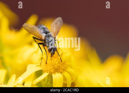 Flesh Fly, Oestroidea, seduta su un fiore nel Regno Unito co8untryside, estate 2020 Foto Stock