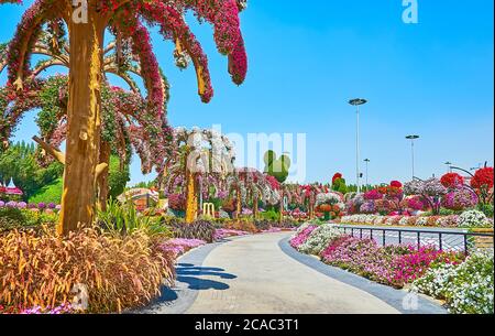 DUBAI, Emirati Arabi Uniti - 5 MARZO 2020: Cammina lungo il vicolo curvo e goditi il paesaggio del Miracle Garden con petunia e letti di fiori marigold, palme, copertura Foto Stock