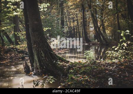 foto di un piccolo fiume che scorre attraverso una vecchia foresta autunnale con un albero rotto in primo piano Foto Stock