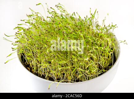 Piantine di carote in una ciotola bianca, vista frontale. Germogli di carota di Daucus, una radice vegetale, in composto di vasellatura. Micrograni e germogli verdi. Foto Stock